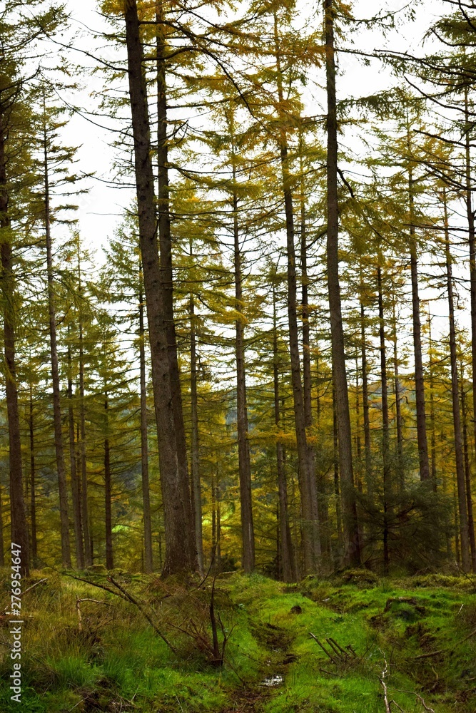 Obraz premium Grisdale Forest 