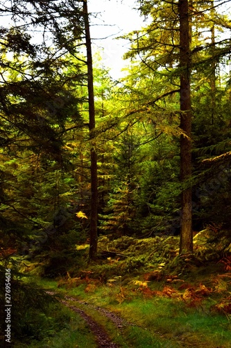 Grisdale Forest 