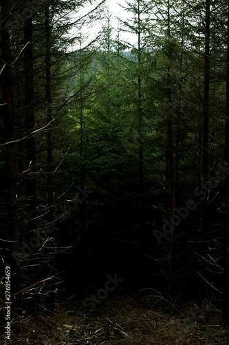 Grisdale Forest 