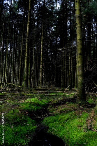 Grisdale Forest 