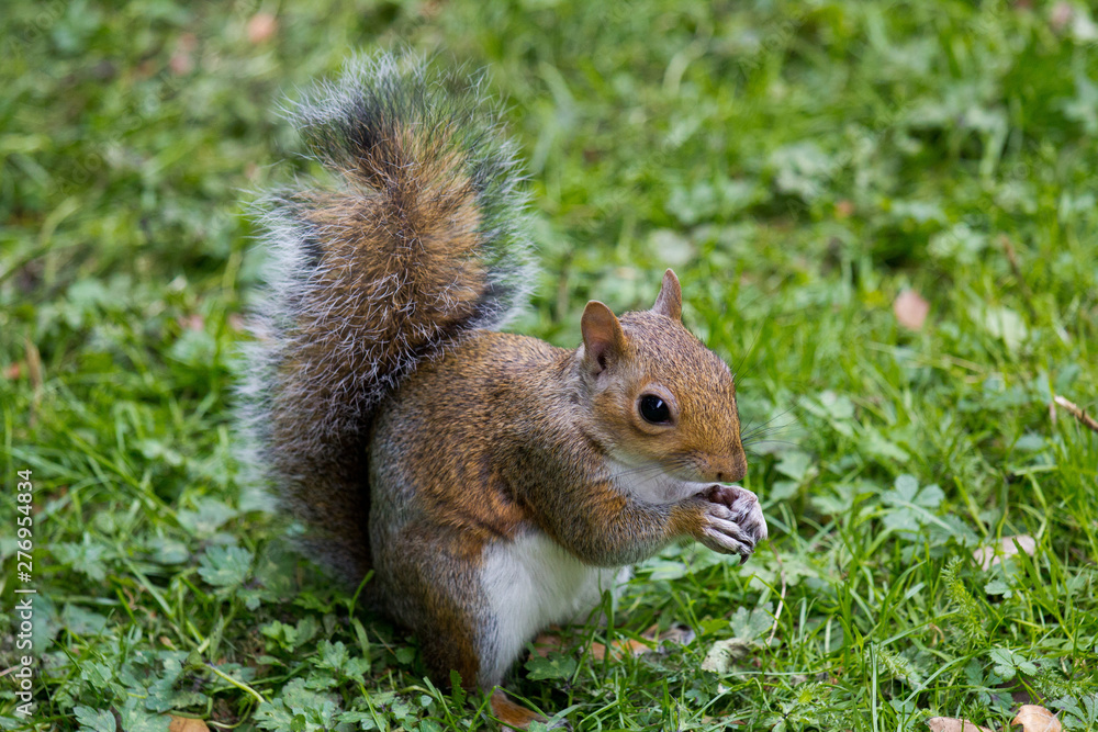 Cute Eastern gray squirrel, sciurus carolinensis, with bright black eyes and fluffy tail sitting and eating peanut in paws in autumn day Cute Eastern gray squirrel, sciurus carolinensis, with bright black eyes and fluffy tail sitting and eating peanut in paws in autumn day