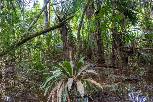 Rainforest hiking path flooded with rain water in Madidi national park  Bolivia