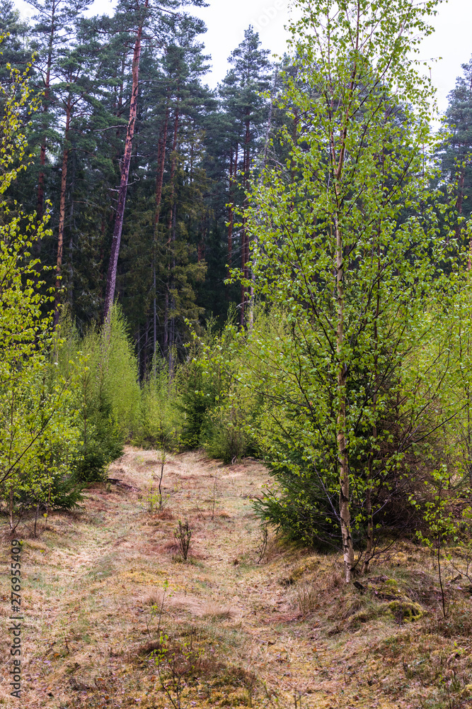 Thick spruce edge along the clearing, where new birch trees have grown; dry branches, stumps and lots of moss on the edge of the forest Thick spruce edge along the clearing, where new birch trees have grown; dry branches, stumps and lots of moss on the edge of the forest