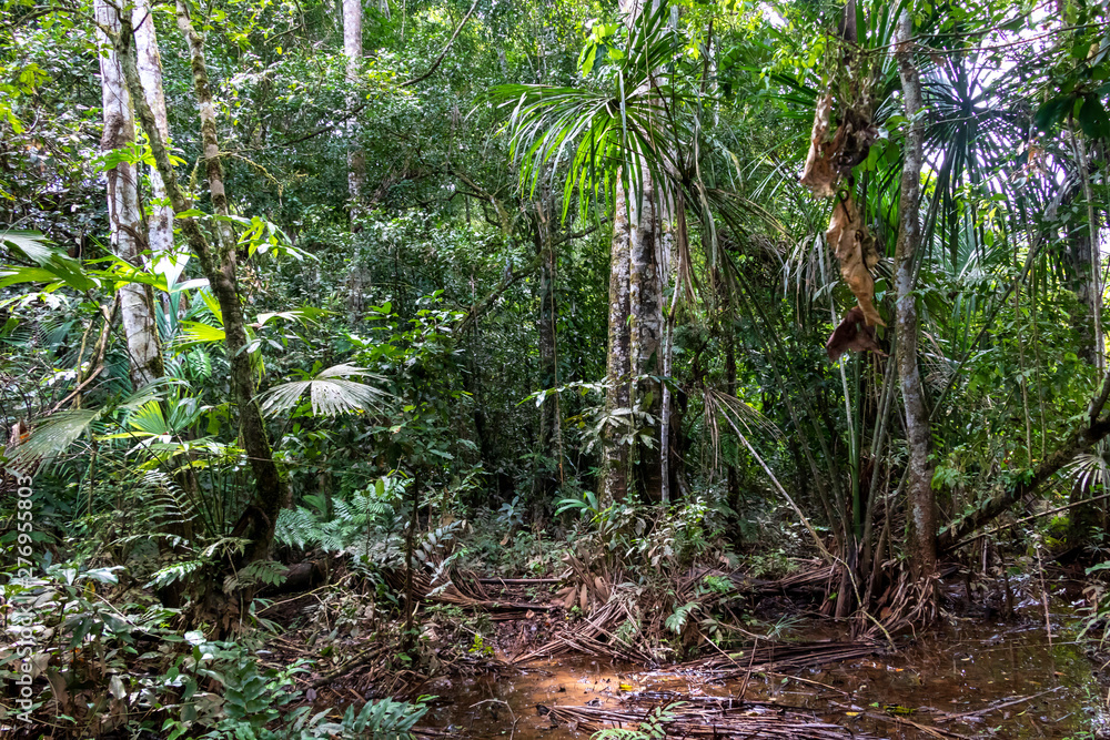 Fototapeta premium Rainforest hiking path flooded with rain water in Madidi national park, Bolivia