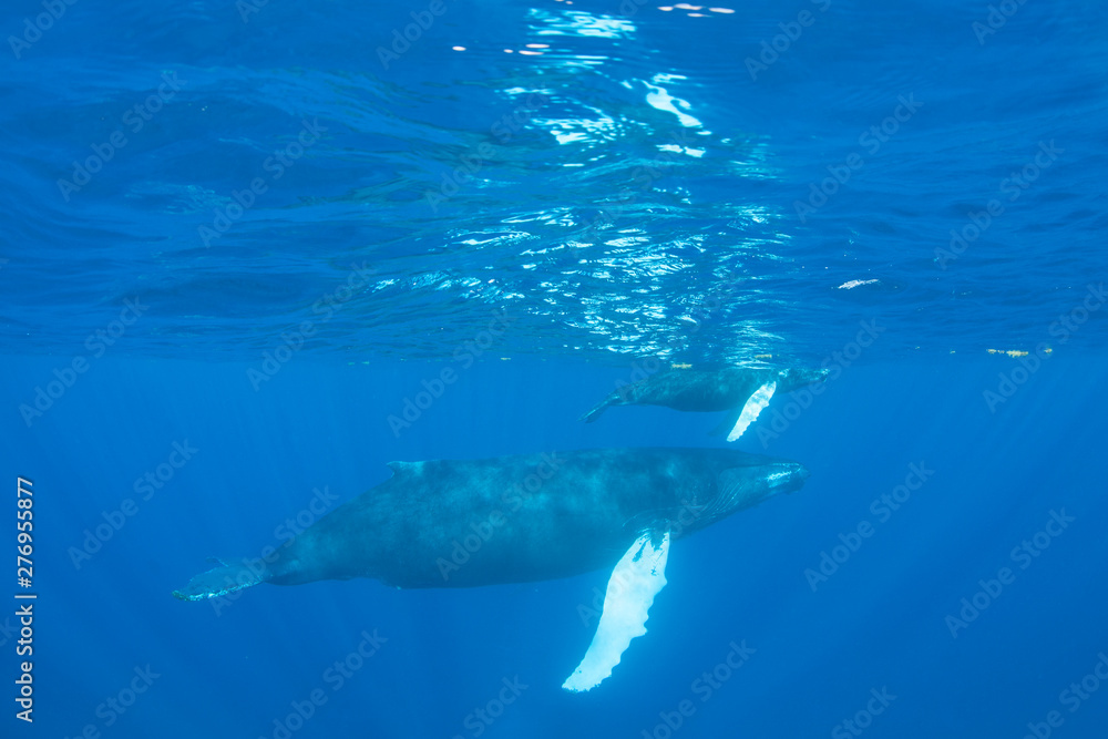 Mother and calf Humpback whales, Megaptera novaeangliae, swim in the blue, sunlit waters of the Caribbean Sea. The Atlantic Humpback population migrates to the Caribbean to breed and give birth. Mother and calf Humpback whales, Megaptera novaeangliae, swim in the blue, sunlit waters of the Caribbean Sea. The Atlantic Humpback population migrates to the Caribbean to breed and give birth.