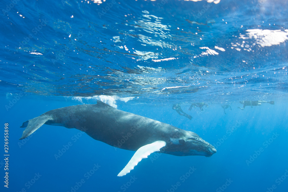 Obraz premium A Humpback whale, Megaptera novaeangliae, swims in the blue, sunlit waters of the Caribbean Sea. The Atlantic Humpback population migrates to the Caribbean to breed and give birth.