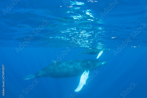 Mother and calf Humpback whales, Megaptera novaeangliae, swim in the blue, sunlit waters of the Caribbean Sea. The Atlantic Humpback population migrates to the Caribbean to breed and give birth.