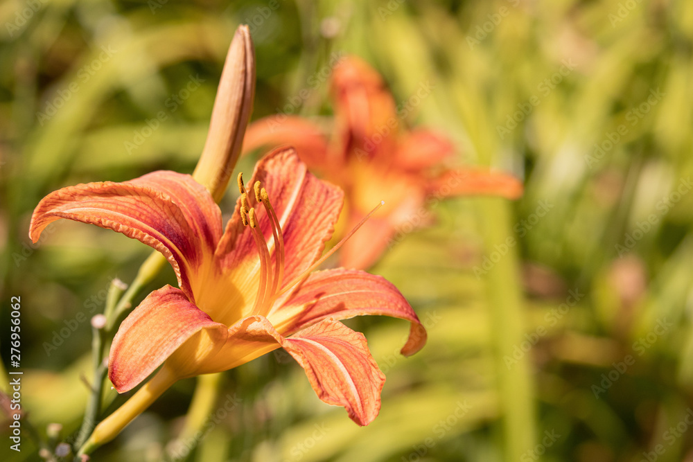 Orange wild lily close up Orange wild lily close up