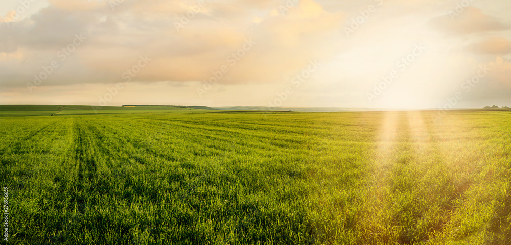Image of green grass field and evening cloudy sunshne - obrazy, fototapety, plakaty 