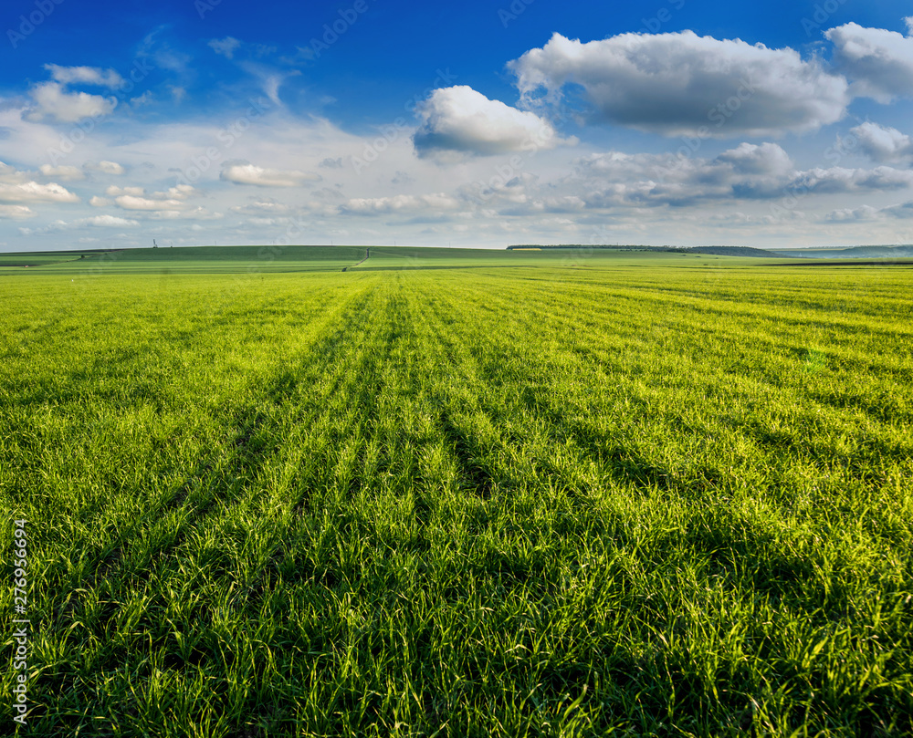 Wheat green field and countryside