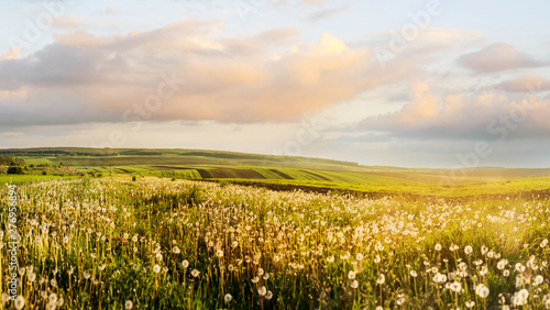 evening landscape of agricultural fields and illuminated dandelion