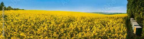 A panoramic view of a field of rape and bee hives