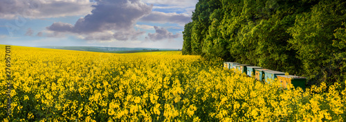 A panoramic view of a yellow field of rape and bee hives