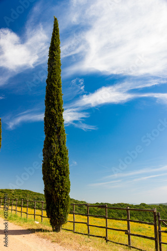 country road flanked with cypress in Tuscany, Italy