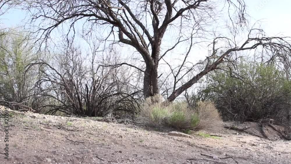 Desert scrub brush