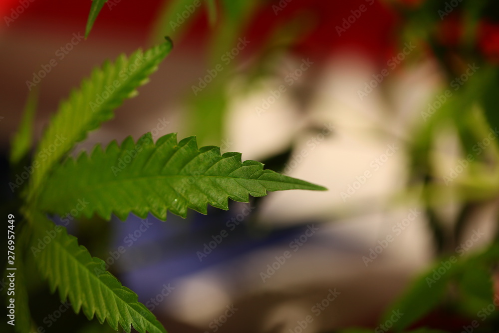 legal marijuana concept. Medical cannabis flag background legal marijuana concept. Medical cannabis flag background
