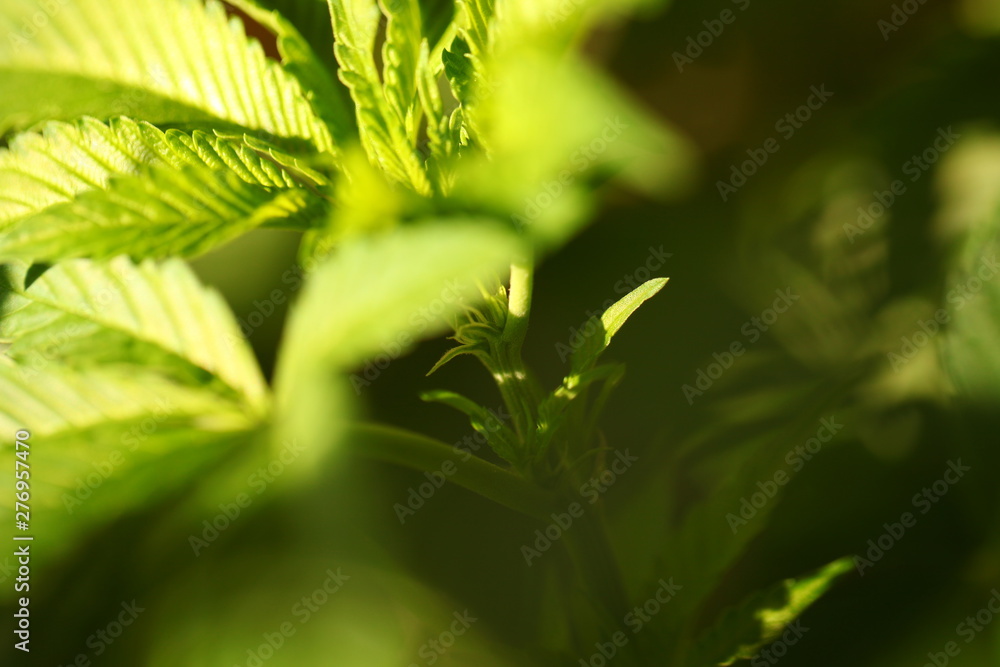 legal marijuana concept. Medical cannabis flag background legal marijuana concept. Medical cannabis flag background