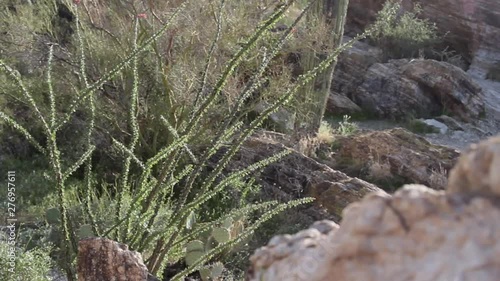 Ocotillo cactus photo