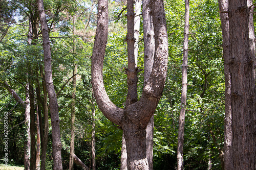 Картината върху платно Pine in the forest in the shape of the letter epsilon