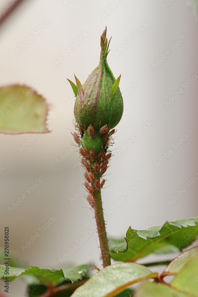 Rose bud covered with aphids Rose bud covered with aphids