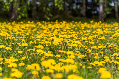 yellow dandelion field, sharpened by the center of the picture, everything is blurred around © Dainis