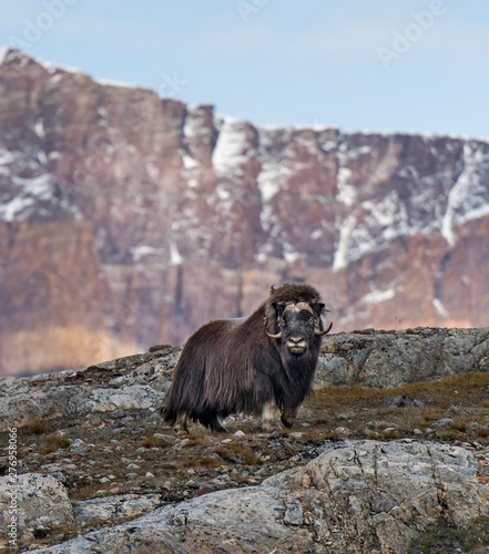 Muskox (Ovibos moschatus) standing in mountain landscape, Blomsterbugten, Ymers, Kejser Franz Joseph Fjord, Northeast Greenland National Park, Greenland, North America