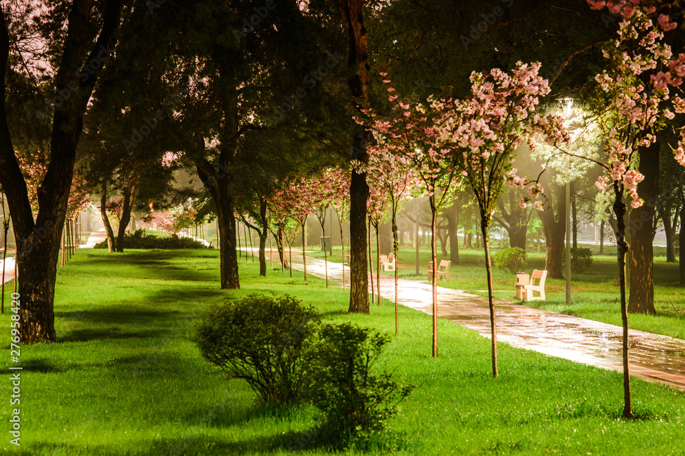 Obraz premium rose cherry blossom alley at Kyoto (Kioto) park, Kyiv, Ukraine