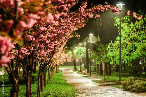 rose cherry blossom alley at Kyoto (Kioto) park, Kyiv, Ukraine photo