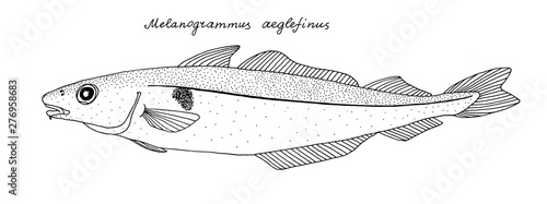 Haddock. Hand drawn black outline realistic illustration. photo