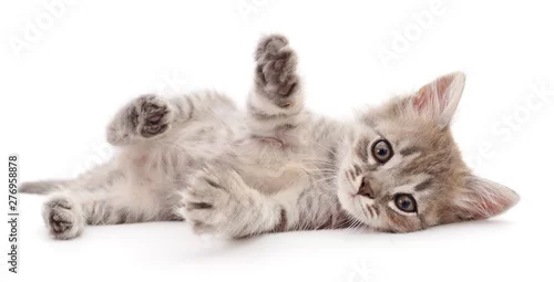 Obraz Mały szary kotek.