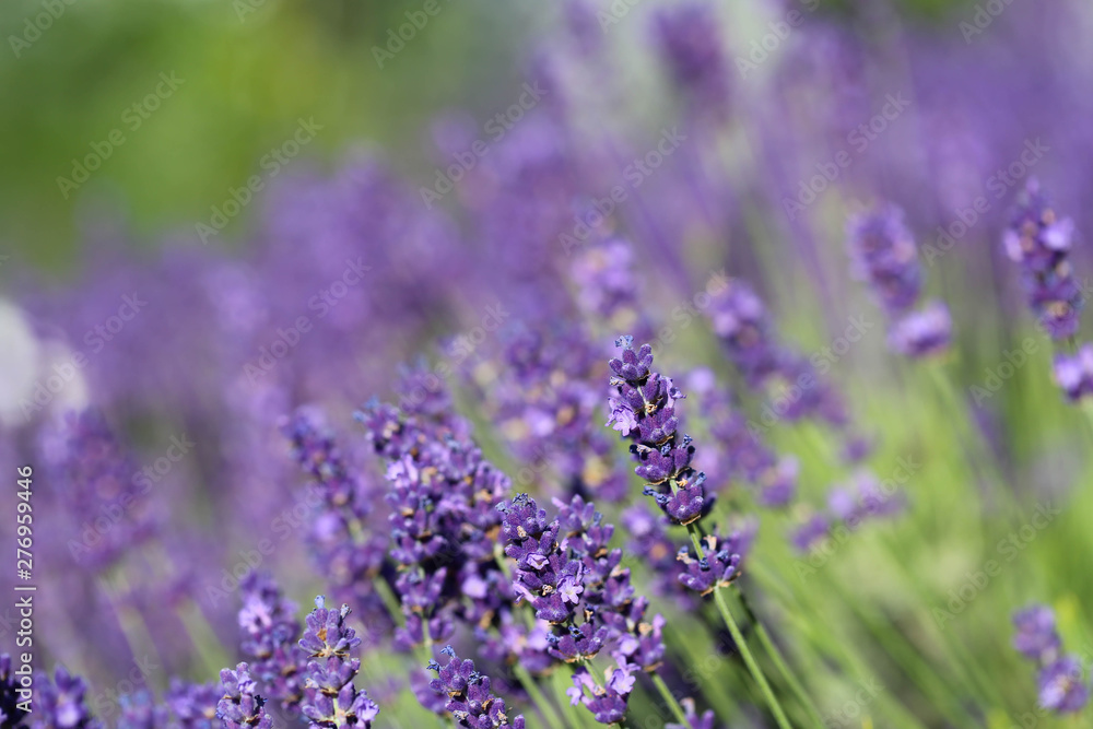 Obraz premium Lavendel