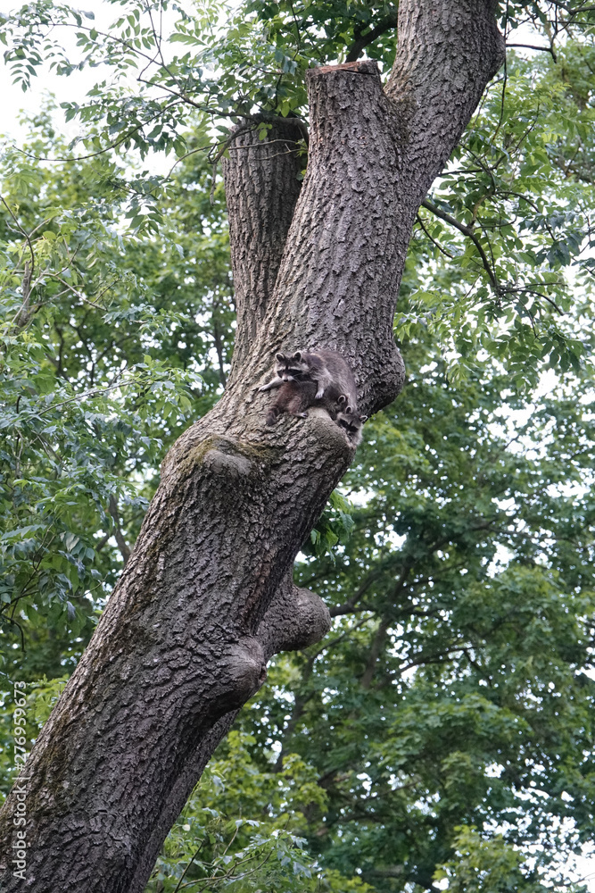 Mutter Waschbär mit Jungen Mutter Waschbär mit Jungen