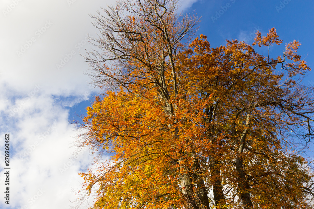 beautiful colourful tree crones on a sunny day beautiful colourful tree crones on a sunny day