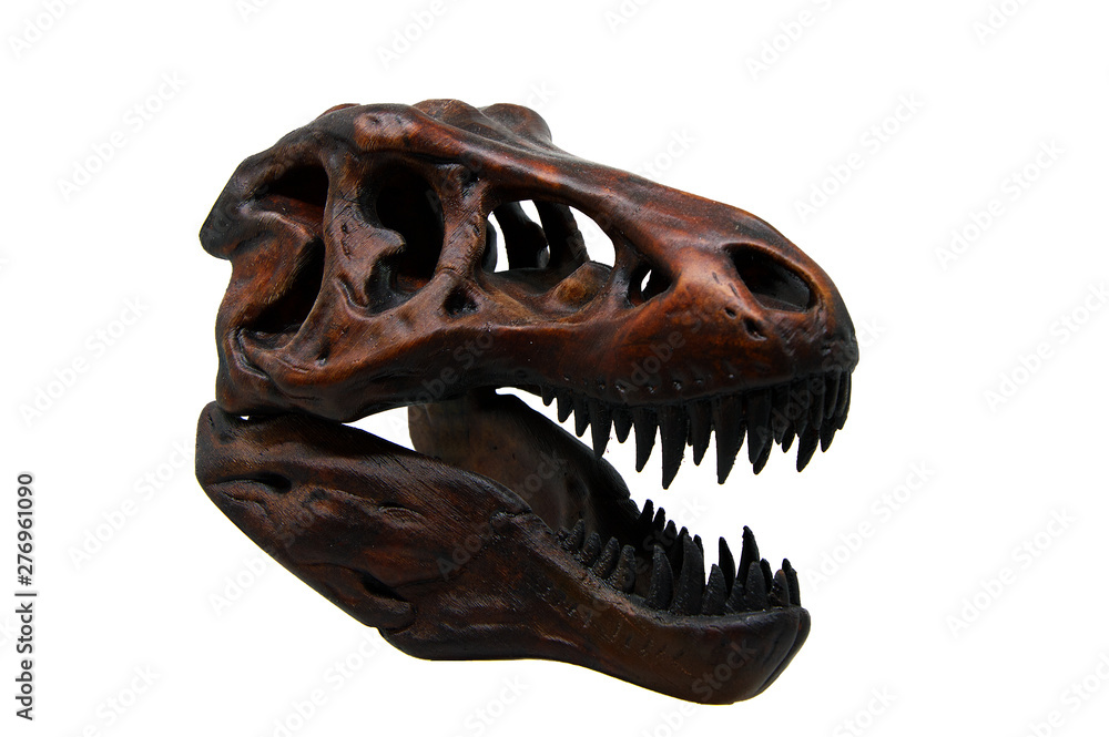 Fototapeta premium tyrannosaurus rex czaszka z otwartymi ustami