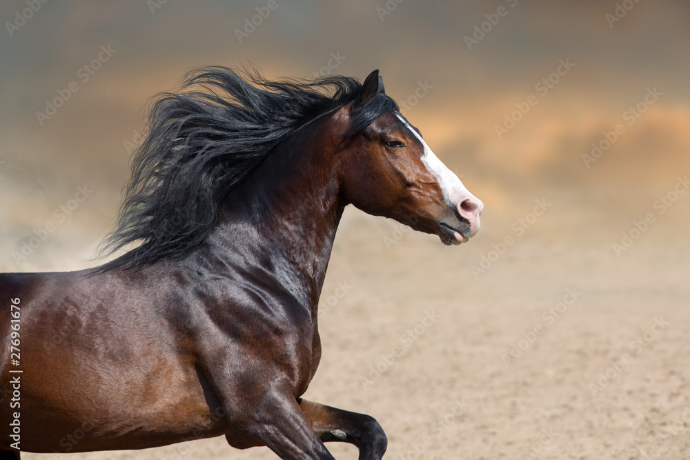 Bay horse close up portrait with long mane Bay horse close up portrait with long mane