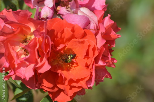 Thomasville rose garden 0282