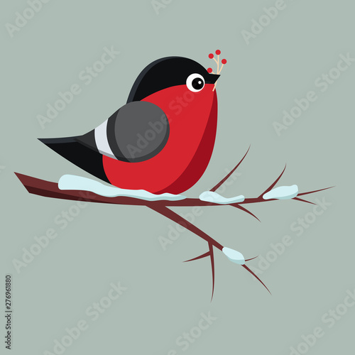 Isolated bird bullfinch sitting on snowy branch of rowan-tree with bunch of red rowanberry.