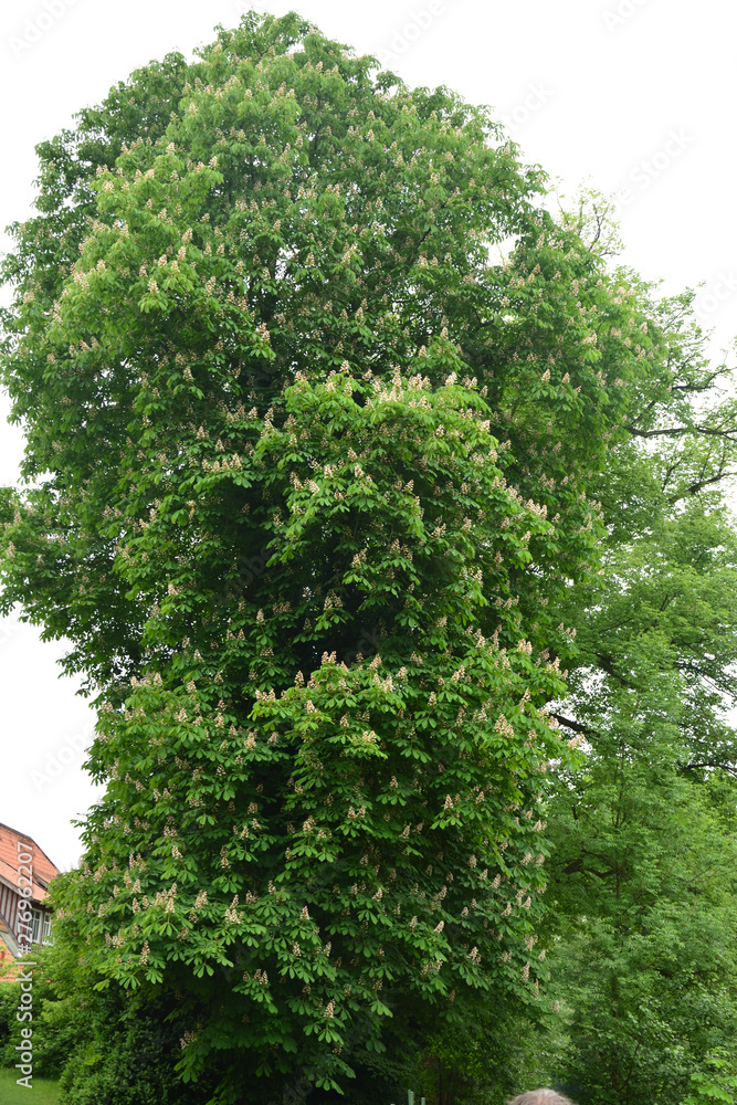 Fototapeta premium Wienhausen small town Germany park tree flower