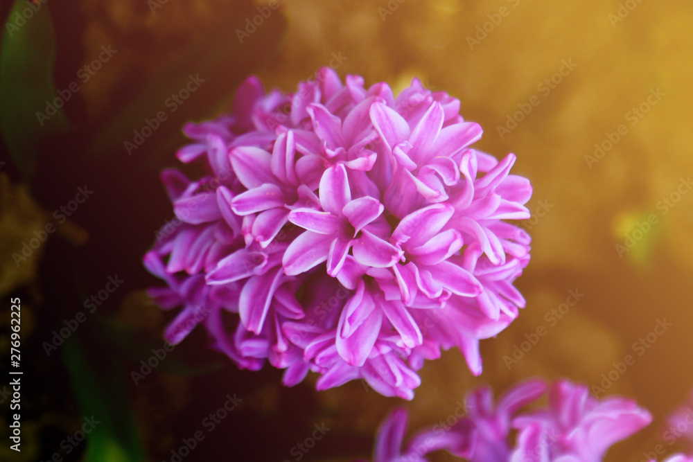 pink hyacinth flower close-up, beautiful flower, nature pink hyacinth flower close-up, beautiful flower, nature