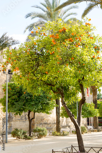Pomeranians as street trees in the spanish town Cordoba in Andalucia
