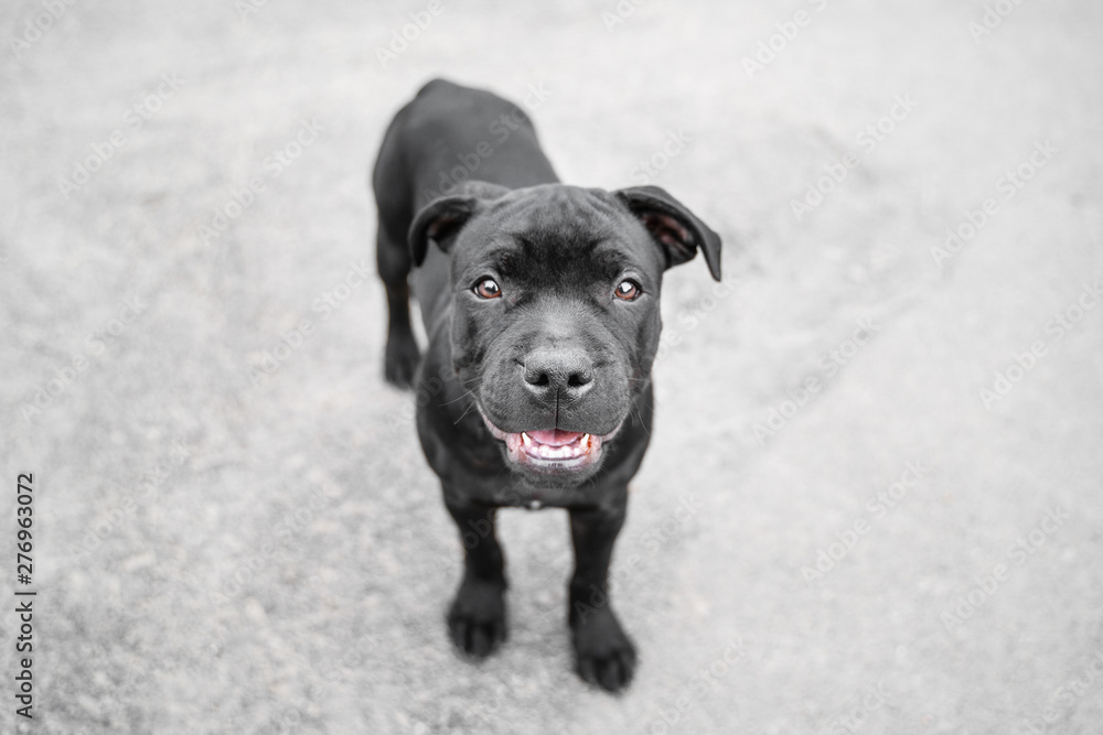 top view on happy and smiling puppy english staffordshire bull terrier outdoors top view on happy and smiling puppy english staffordshire bull terrier outdoors