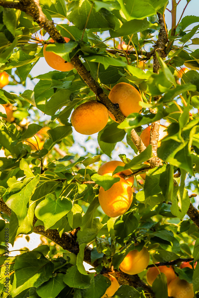 Apricot fruits illuminated by the morning sun