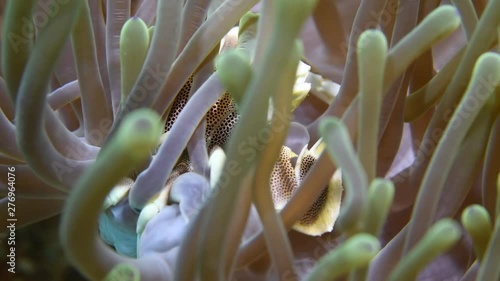 Porcelain Anemone crab, Neopetrolisthes maculatus macro closeup photo