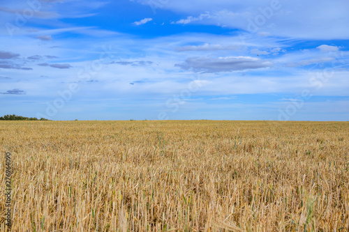 A harvested field illuminated by the sun and under a dramatic cloudy sky.