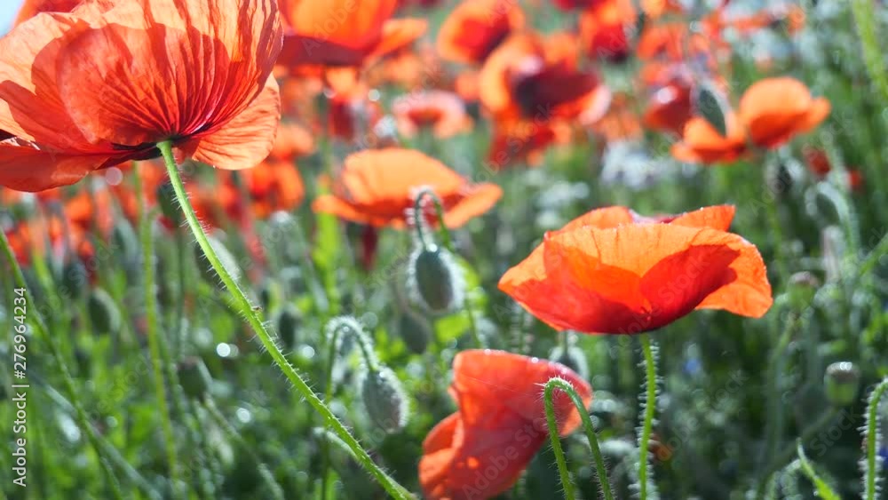 Summer poppy flowers on green field Summer poppy flowers on green field