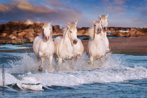 Fototapeta Naklejka Na Ścianę i Meble -  White horses are galoping in the water  all over the sea in Camargue, France.