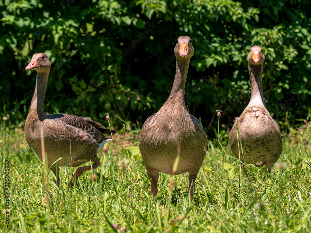 Obraz premium Goose at green park during summer in close up view