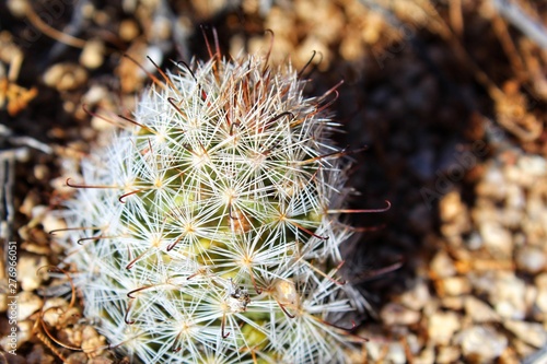MAMMILLARIA TETRANCISTRA, casually Common Fishhook Cactus, Southern Mojave Desert Native, visualize near Skull Rock of Joshua Tree National Park, biodiversity needs our conservation efforts, 060119.