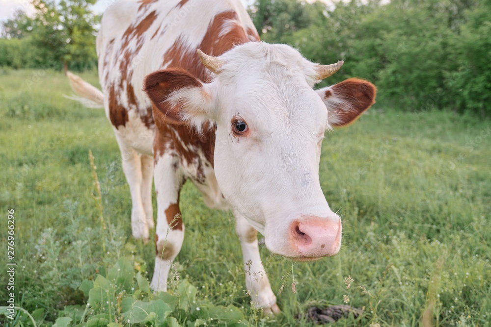 Closeup of cow grazing in meadow, sunny summer day brown white cow Closeup of cow grazing in meadow, sunny summer day brown white cow