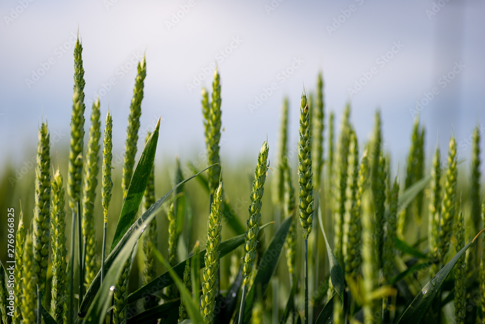 Fototapeta premium Wheat in the field